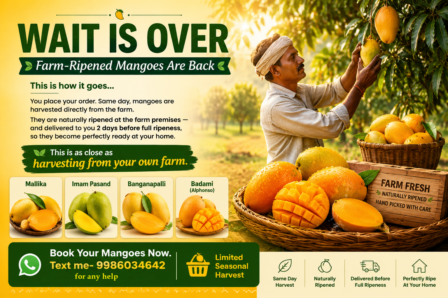 Fresh farm-ripened mangoes